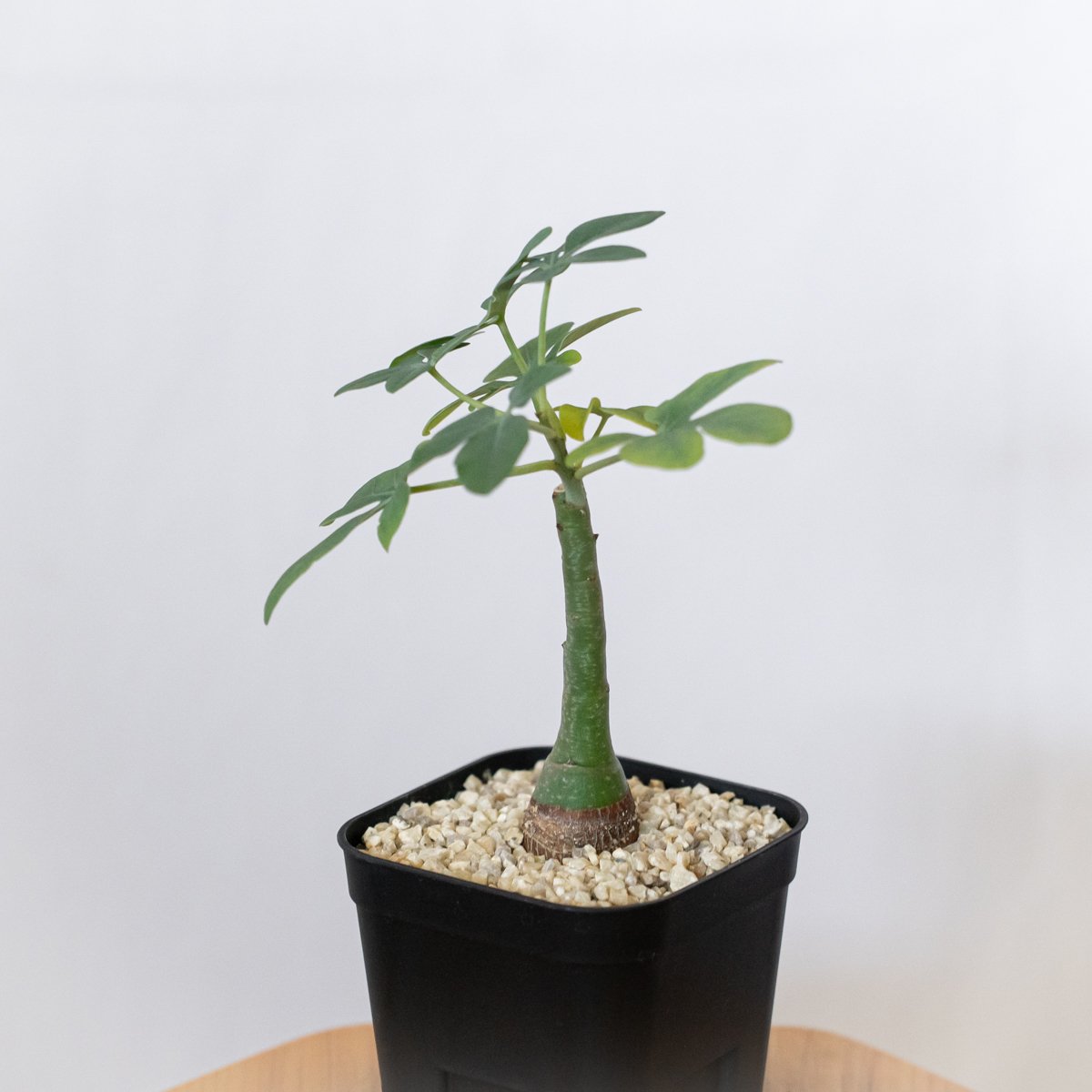 アデニア グラウカ 幻蝶かずら 実生 Adenia glauca 塊根植物