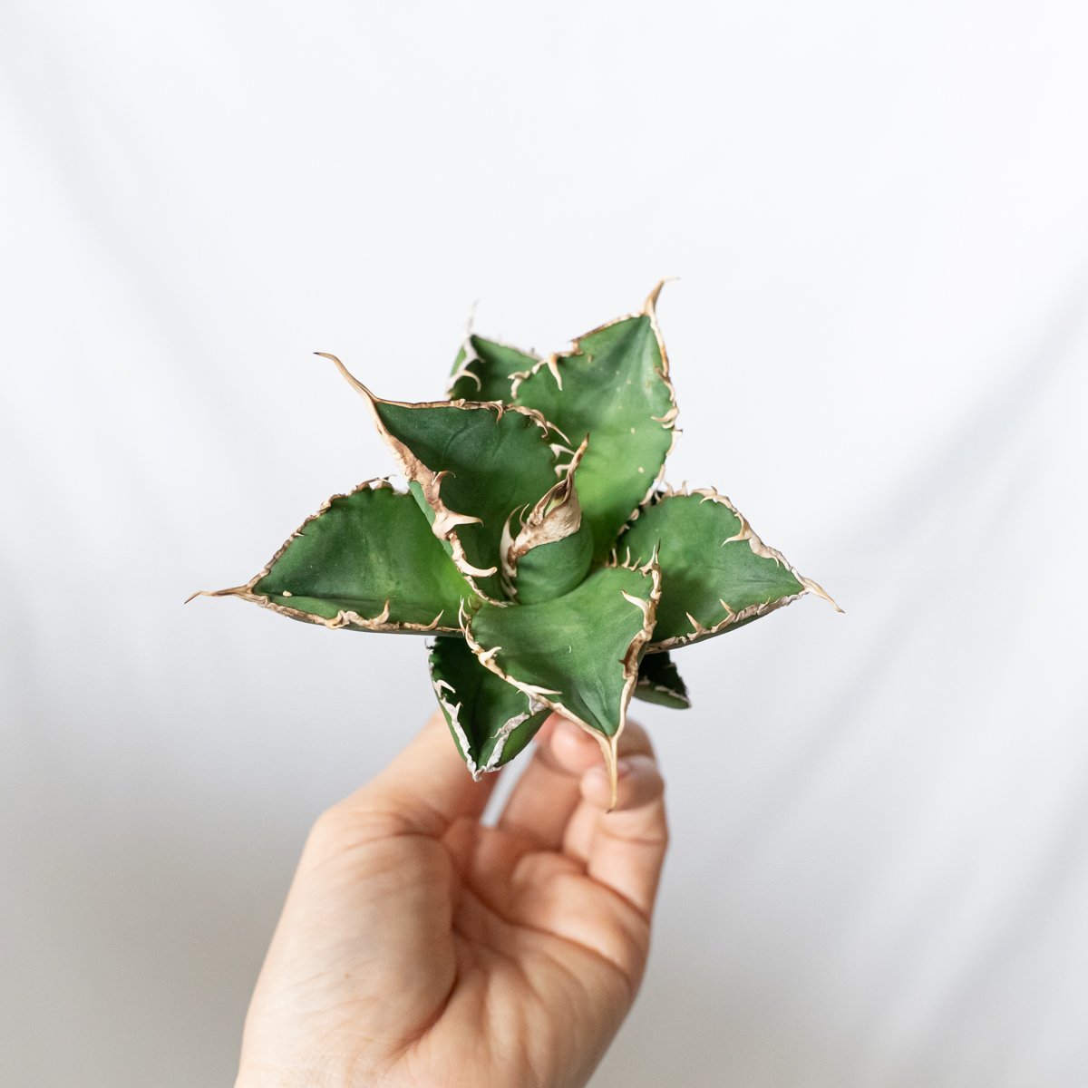 ☆11/24まで限定販売☆アガベ チタノタ 緑幽霊 極上株 TC株 Agave