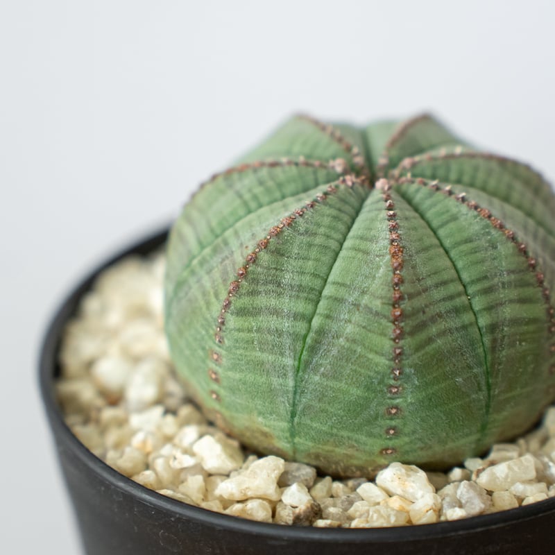 ユーフォルビア オベサ 美株 実生 Euphorbia obesa 多肉植物 珍奇植物