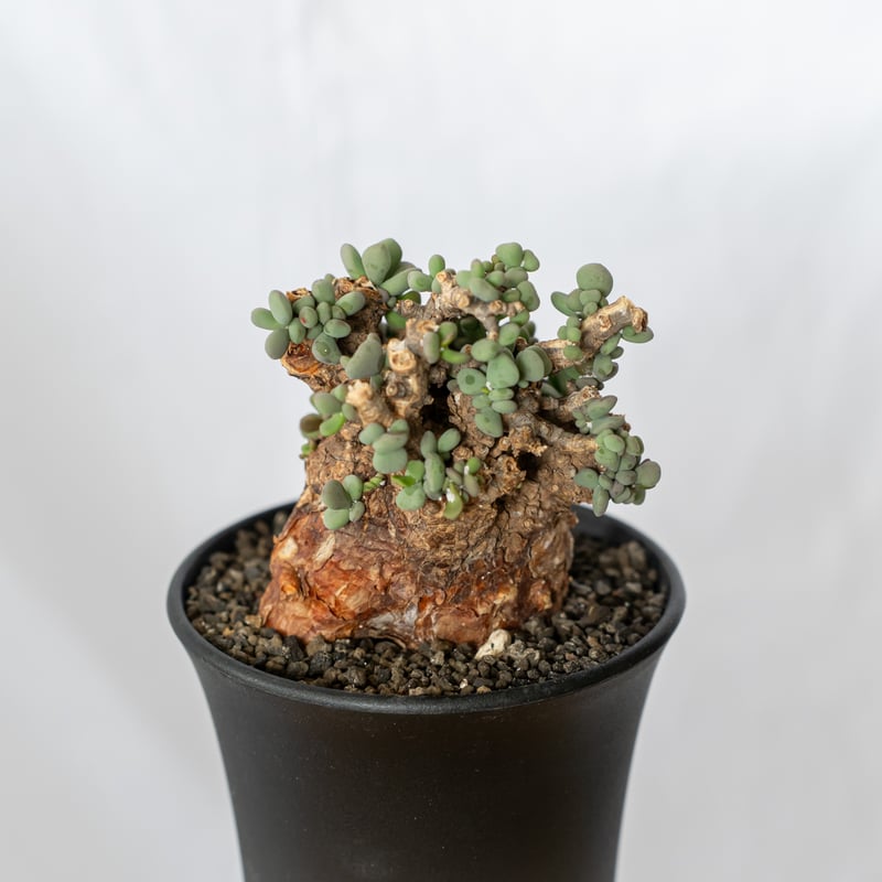 ケラリア ピグマエア　塊根植物　コーデックス ケラリア ピグマエア 輸入株 Ceraria pygmaea 塊根植物 コーデックス