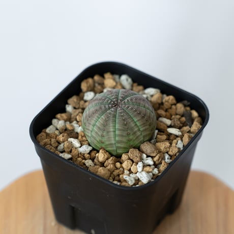 ユーフォルビア オベサ 実生 Euphorbia obesa 多肉植物 珍奇植物 静岡 ANTIDOTE 通販 S1461