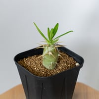 パキポディウム アンボンゲンセ 実生 Pachypodium ambongense 塊根植物 コーデックス 多肉植物 珍奇植物 静岡 ANTIDOTE 通販 S1451