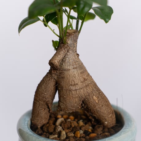 ガジュマル 鉢セット Ficus microcarpa キジムナー 多幸の木 塊根植物 多肉植物 新築祝い 静岡 ANTIDOTE 通販 S1293