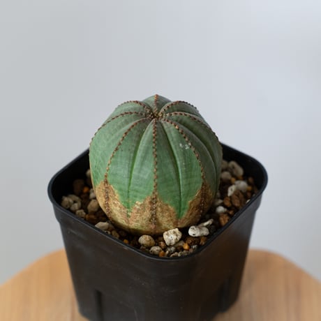 ユーフォルビア オベサ 実生 Euphorbia obesa 多肉植物 珍奇植物 静岡 ANTIDOTE 通販 S1434