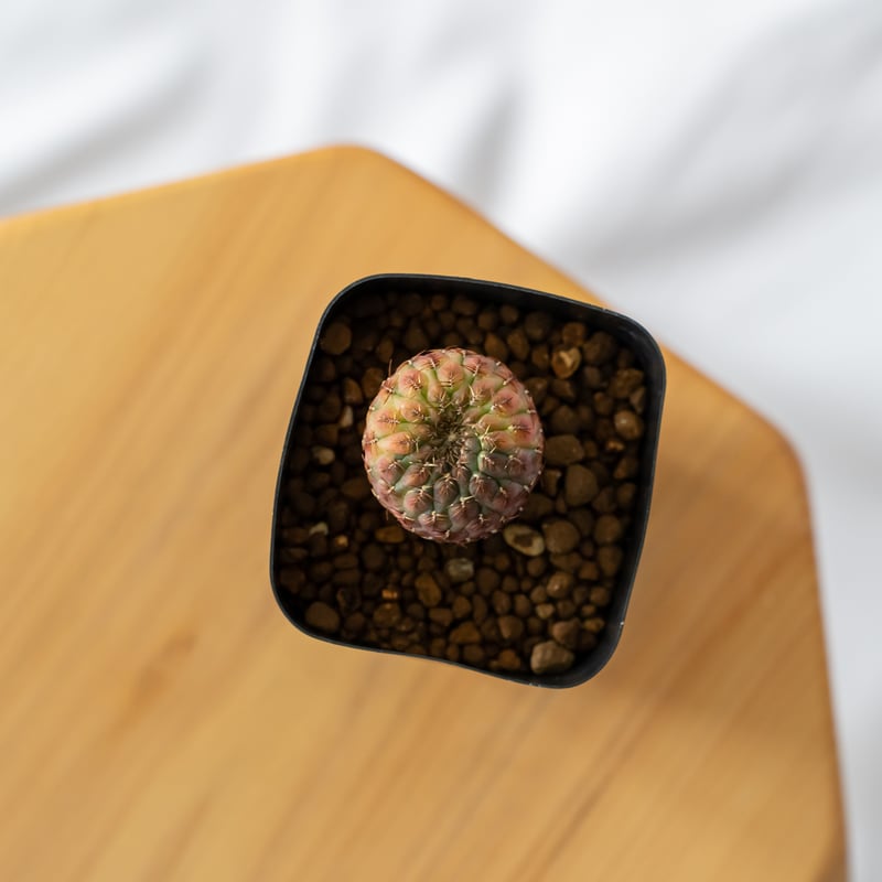 サボテン スルコレブチアsp♪カキコ１つ サボテン スルコレブチアsp♪カキコ1つ サボテン スルコレブチアsp