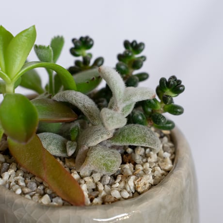 多肉植物 寄せ植え 鉢セット インテリア 多肉植物 観葉植物 珍奇植物 静岡 ANTIDOTE 通販 S1279