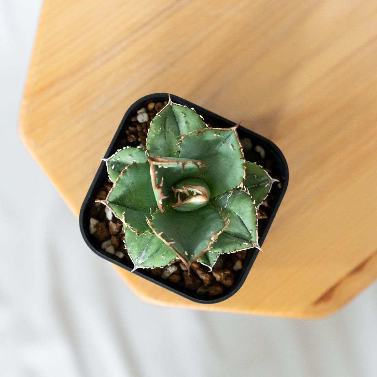 アガベ チタノタ 鰐亀 ワニガメ【発根管理中】TC株 Agave titanota