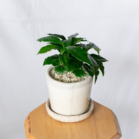 コーヒーの木 鉢セット Coffee tree 観葉植物 インテリアグリーン 珍奇植物 静岡 ANTIDOTE 通販 S1325
