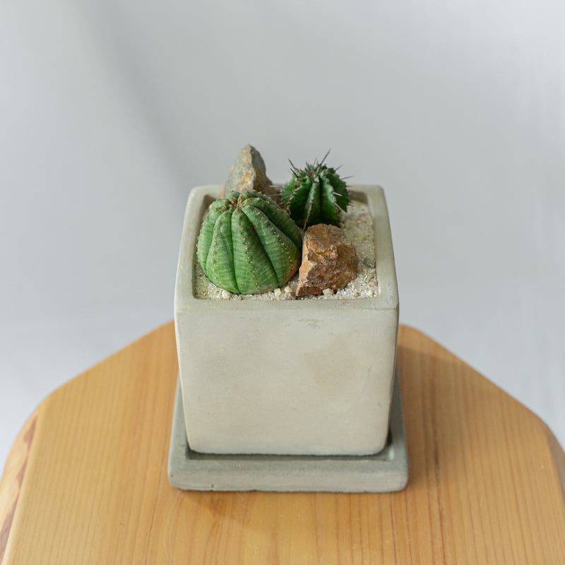 ホリダ＆オベサ ユーフォルビア 多肉植物 寄せ植え 鉢セット 多肉植物