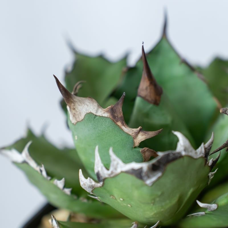 アガベ チタノタ 姫厳龍【発根管理中】OC株 美株 Agave titanota