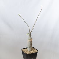 ブルセラ ファガロイデス 実生 Bursera fagaroides 多肉植物 珍奇植物 ANTIDOTE 静岡 通販 S1344