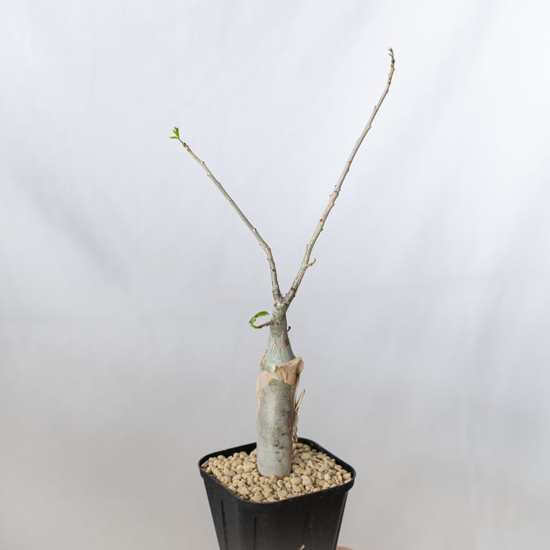 ブルセラ ファガロイデス 実生 Bursera fagaroides 多肉植物 珍奇植物