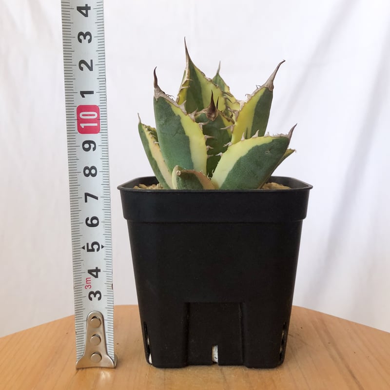 アガベ チタノタ スナグルトゥース OC株【発根管理中】Agave