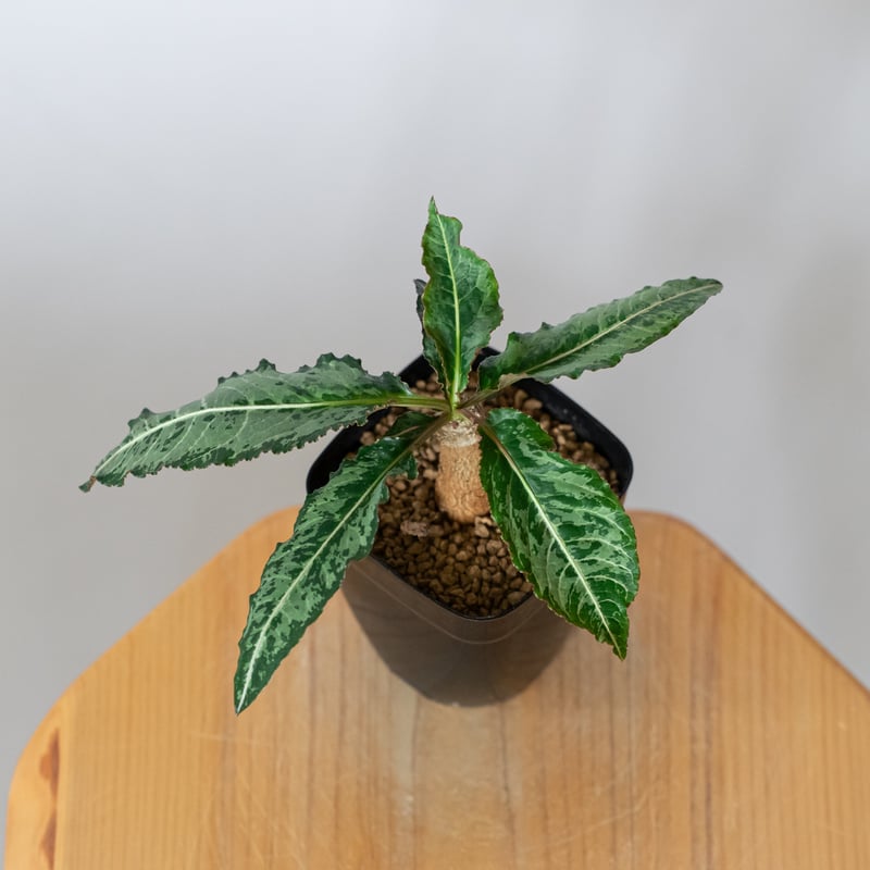 ユーフォルビア ハイブリッド 実生 ラバティー×クレメルシー Euphorbia