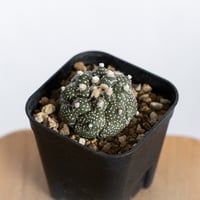 アガベ チタノタ 白犀牛 シロサイ【発根管理中】TC株 Agave titanota
