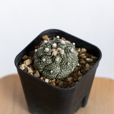 astrophytum | STORES
