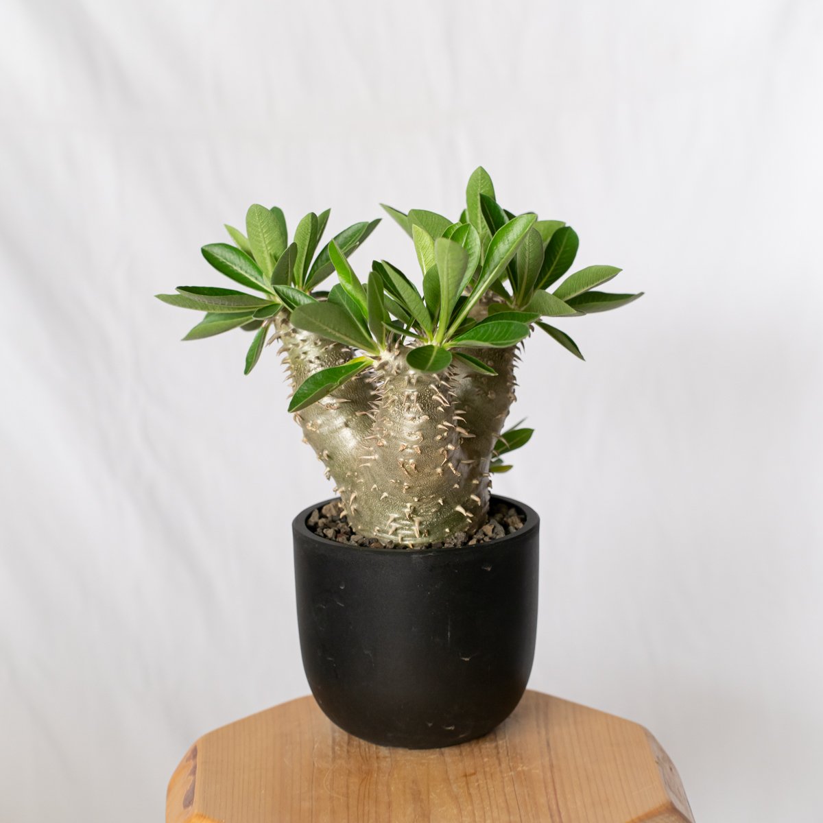 実生 パキポディウム 恵比寿大黒  /  グラキリスパキプス ユーフォルビア Pachypodium パキポディウム 恵比寿大黒 実生 美株 Pachypodium Densicaule 塊根植物
