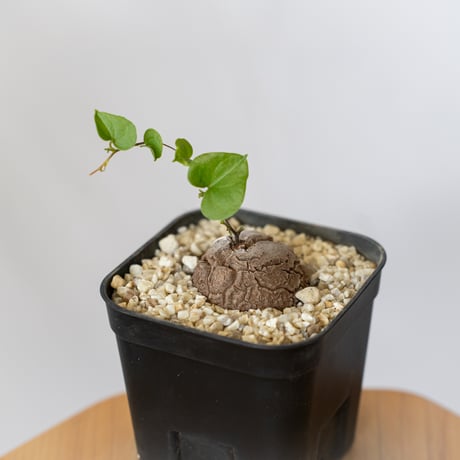 亀甲竜　特選（A）　まん丸　美球 楽天市場】亀甲竜（観葉植物｜花・観葉植物）：花・ガーデン