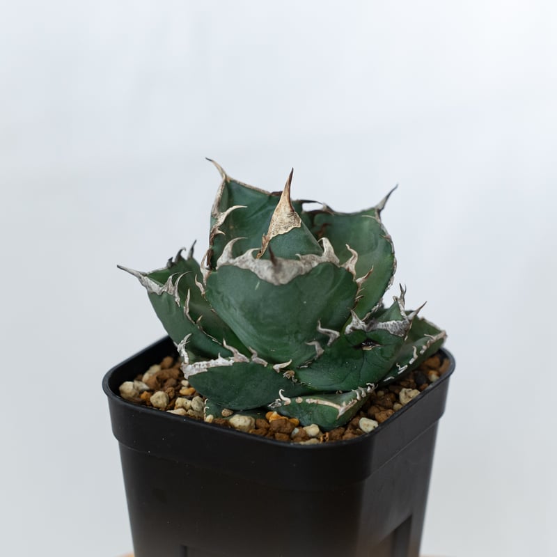 アガベ チタノタ 南アフリカダイヤモンド 美株【発根管理中】TC株