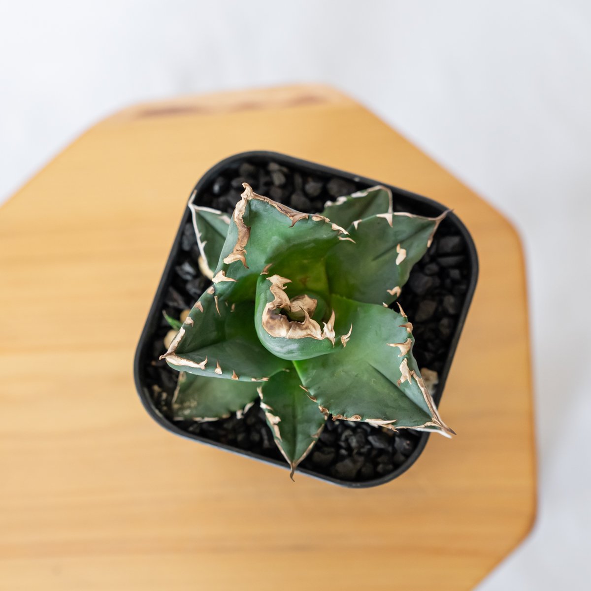 アガベ agave ファルコン falcon 仔株① ファルコン だいぶ水も吸って健康的😊 #agave #アガベ#titanota
