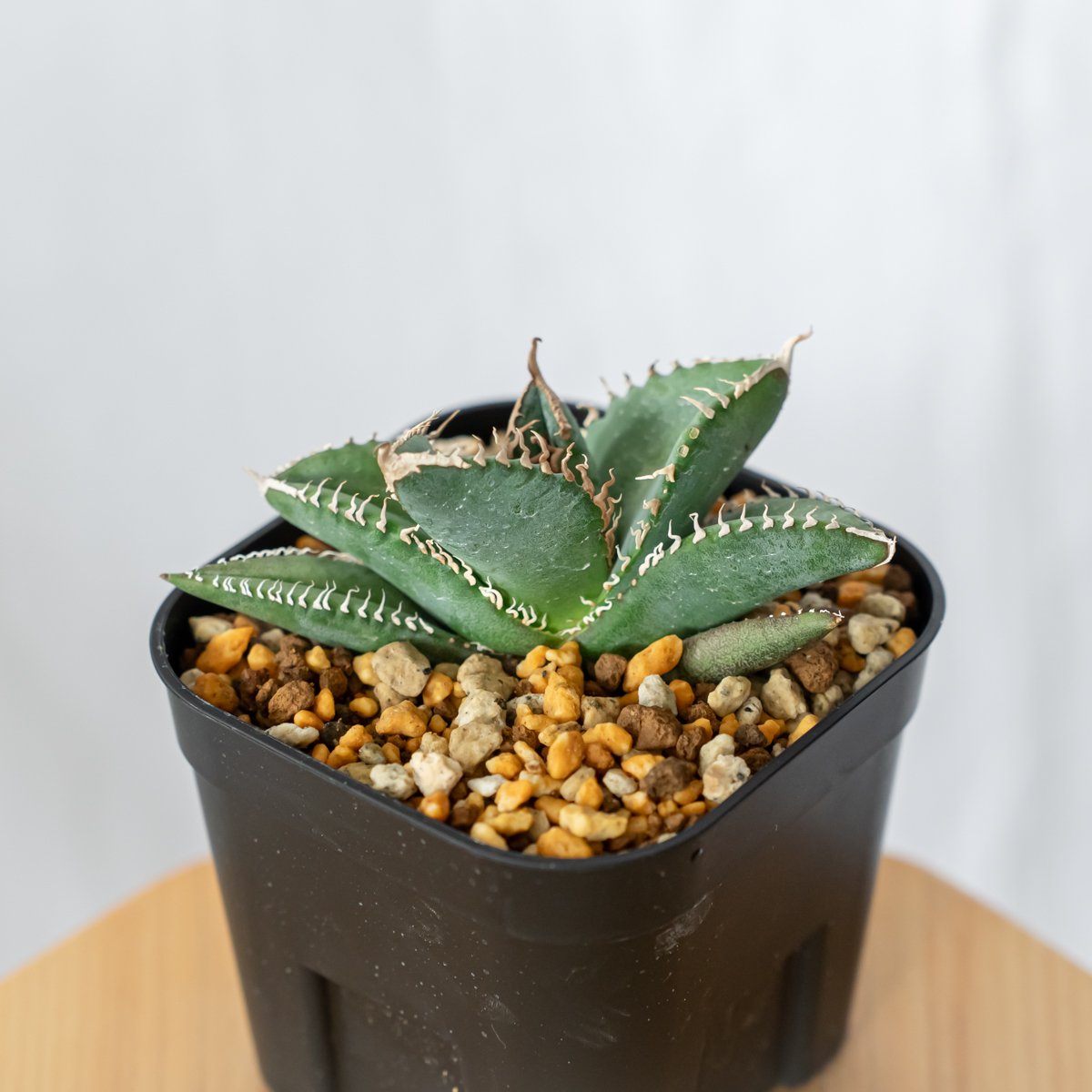 アガベ　チタノタ　「レジェンド」（発根管理中） アガベ チタノタ 悪魔くん【発根管理中】TC株 Agave titanota 多肉植物