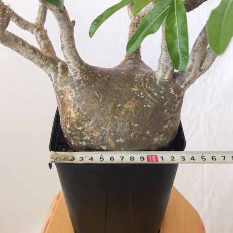 パキポディウム グラキリス 現地球 大株 pachypodhium Gracilius 塊根植物 コーデックス 多肉植物 珍奇植物 静岡 ANTIDOTE 通販 S627