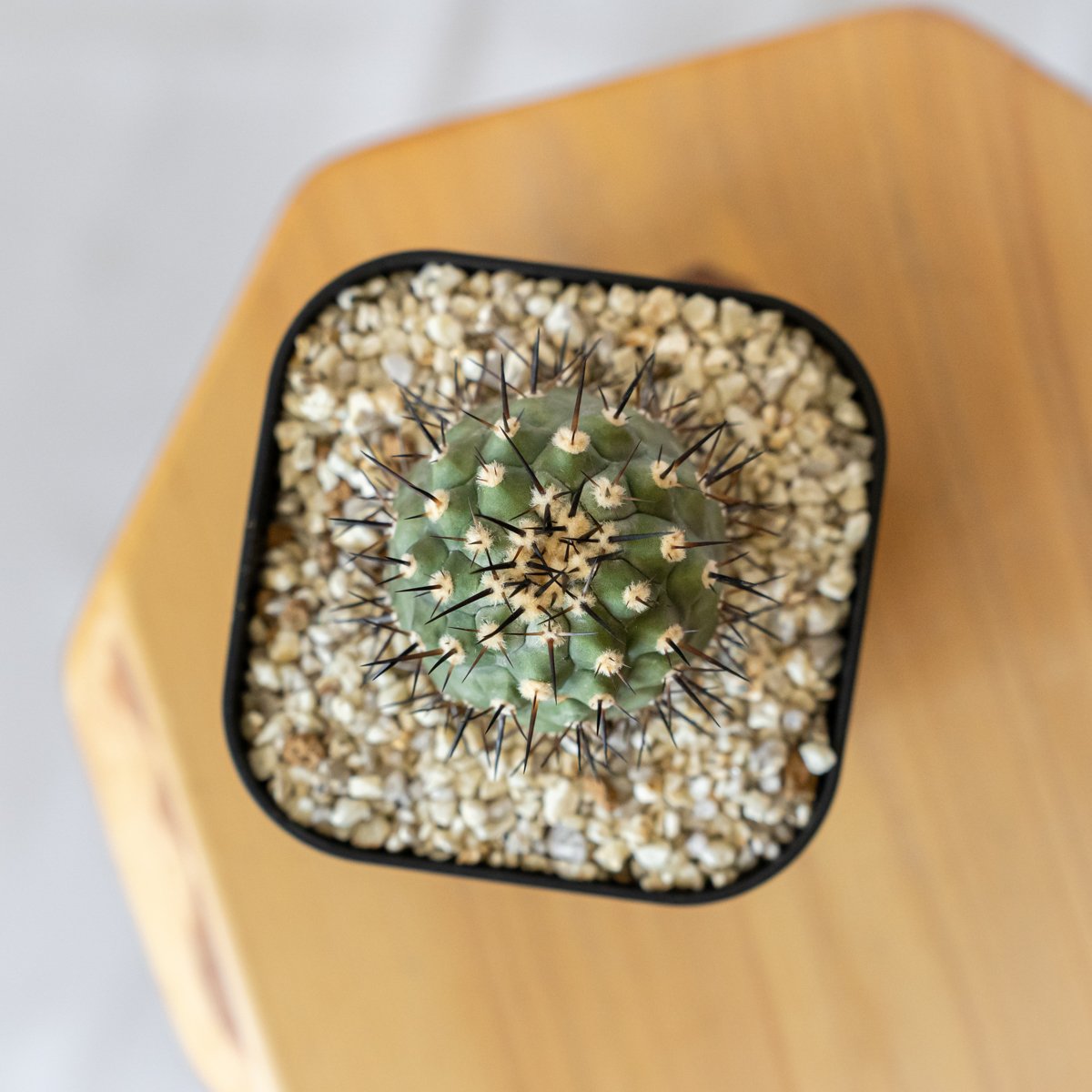 コピアポア 黒王丸 実生 Copiapoa cinerea サボテン 多肉植物 珍奇植物