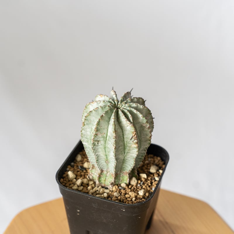 ユーフォルビア ホリダ Euphorbia horrida 多肉植物 珍奇植物 ANTIDOT