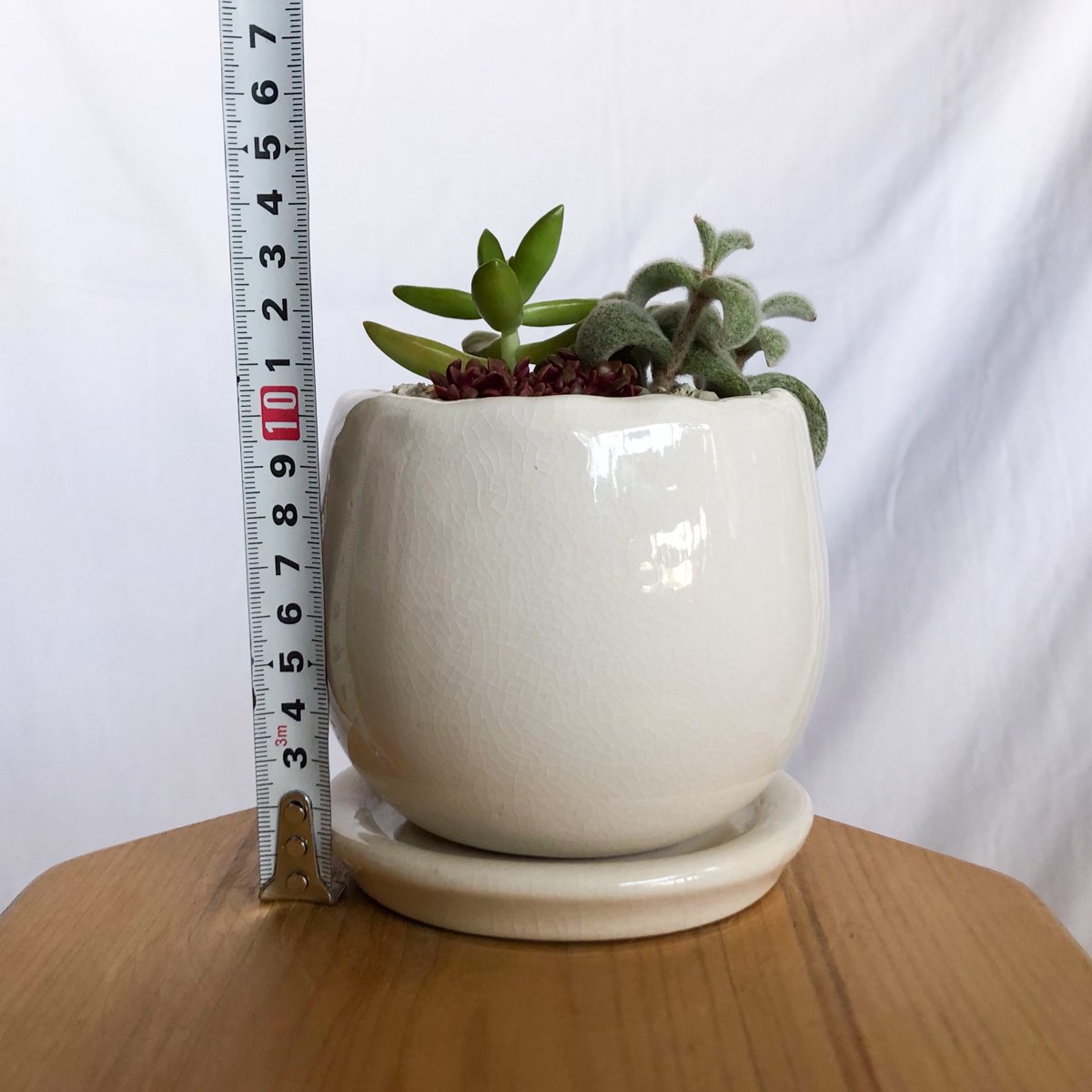 多肉植物 寄せ植え 鉢セット インテリア 多肉植物 観葉植物 珍奇植物