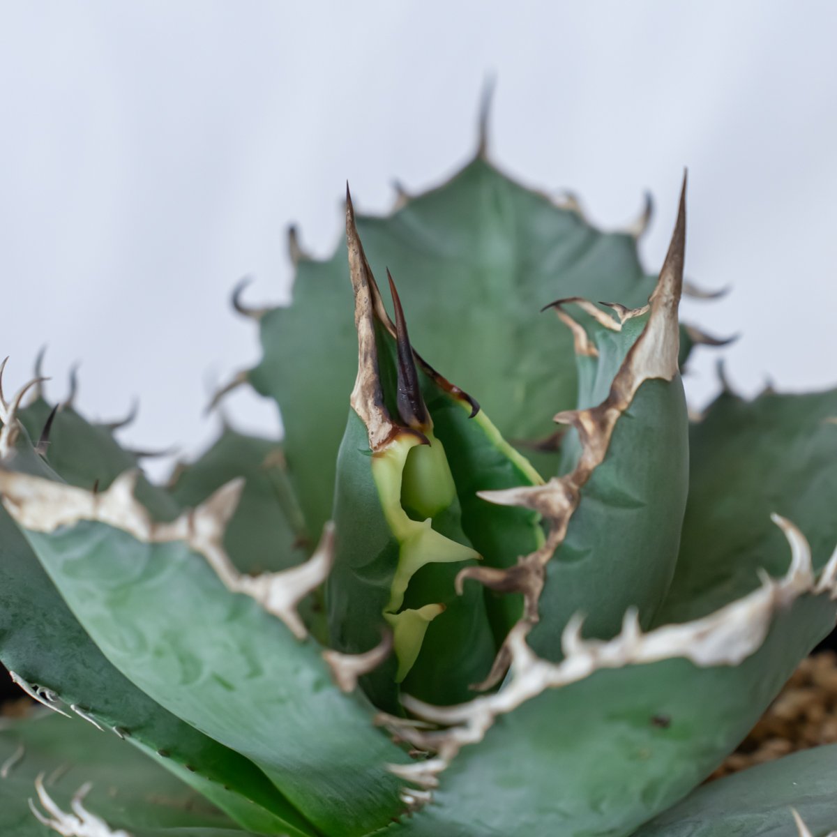 アガベ チタノタ 南覇王 Agave titanota Minami Haou 多肉植物