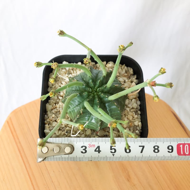 ユーフォルビア スーパーバリダ 実生 雄株 Euphorbia super valida 多肉