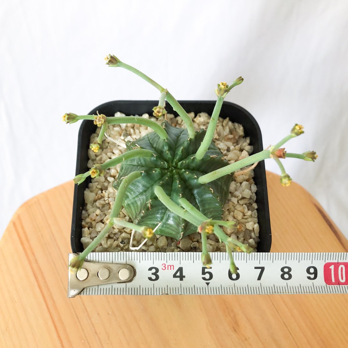 ユーフォルビア スーパーバリダ 実生 雄株 Euphorbia super valida 多肉