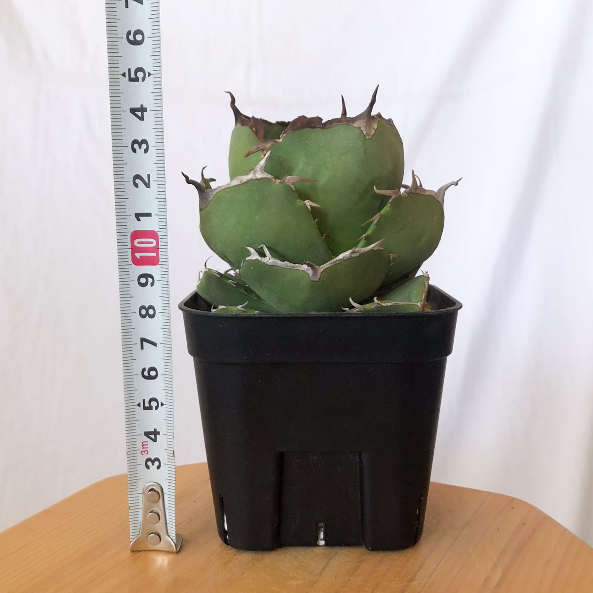 アガベ チタノタ 純血ジャガーノート 美株 OC株 Agave titanota Jugger