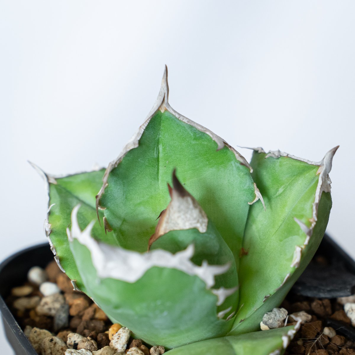 アガベ チタノタ 白犀牛 【発根管理中】シロサイ TC株 Agave titanota