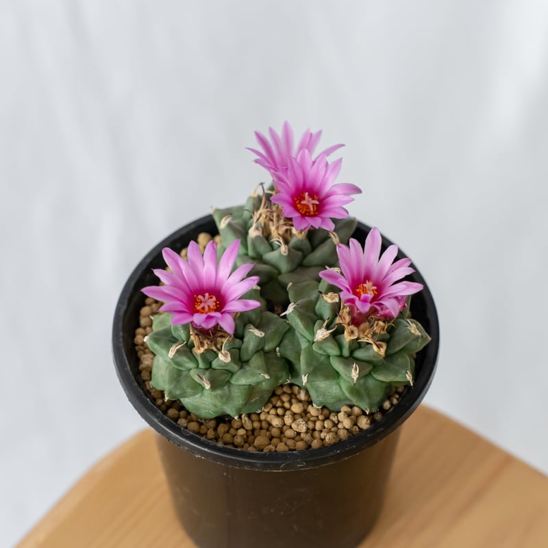 ツルビニカルプス アロンソイ 実生 寄せ植え Turbinicarpus
