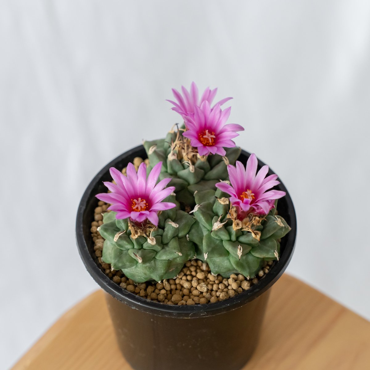ツルビニカルプス アロンソイ 実生 寄せ植え Turbinicarpus alonsoi