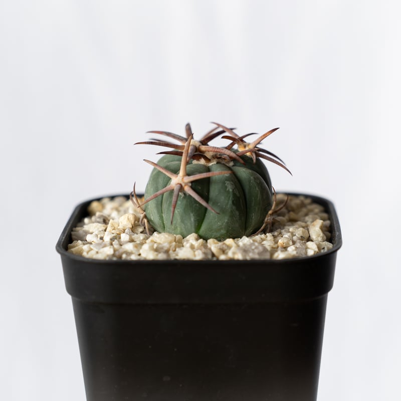 実生　エキノカクタス　雷帝 エキノカクタス雷帝 実生 Echinocactus horizonthalonius