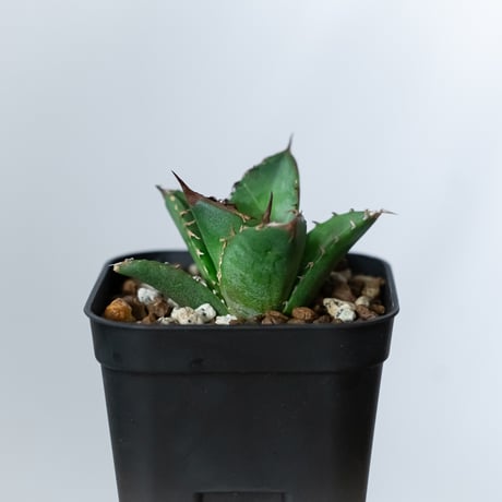 アガベ チタノタ 緑犀牛【発根管理中】TC株 Agave titanota Green rhino 多肉植物 珍奇植物 静岡 通販 ANTIDOTE S1449
