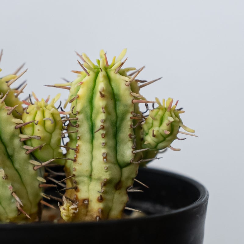 ユーフォルビア 紅彩閣錦 エノプラ 斑入り Euphorbia enopla 塊根植物