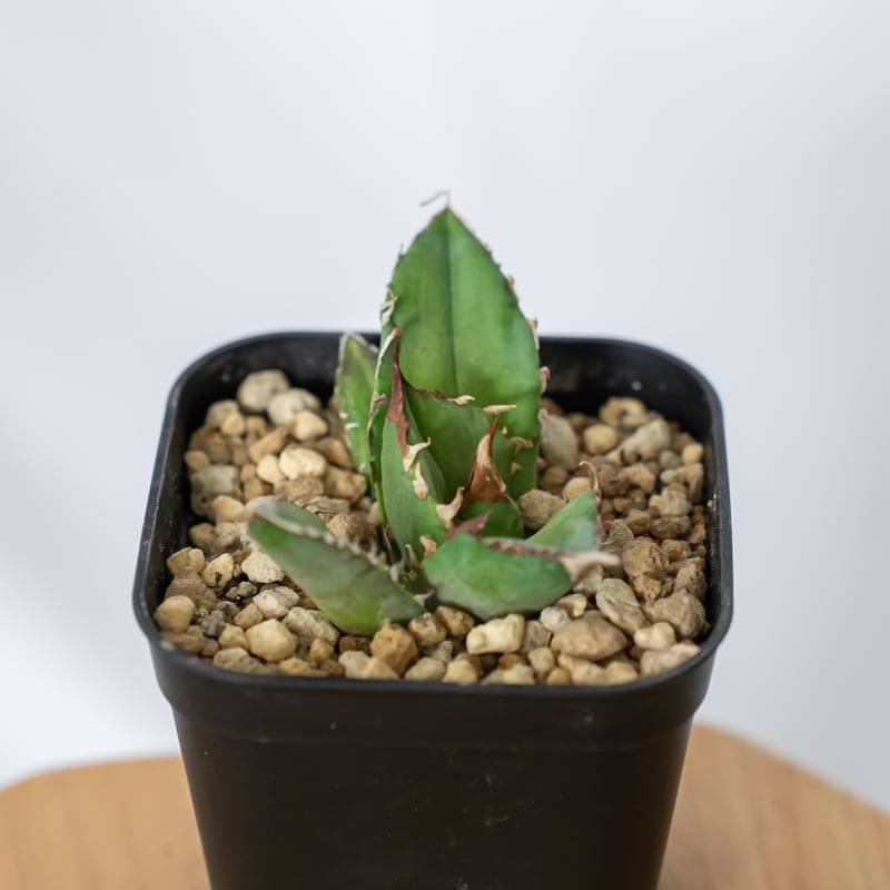 アガベ チタノタ 白犀牛 シロサイ【発根管理中】TC株 Agave