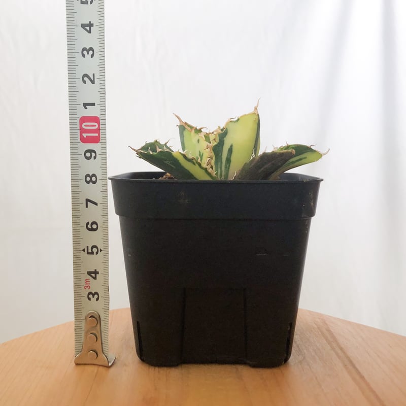 アガベ チタノタ 白鯨 縞斑 【発根管理中】TC株 Agave titanota White