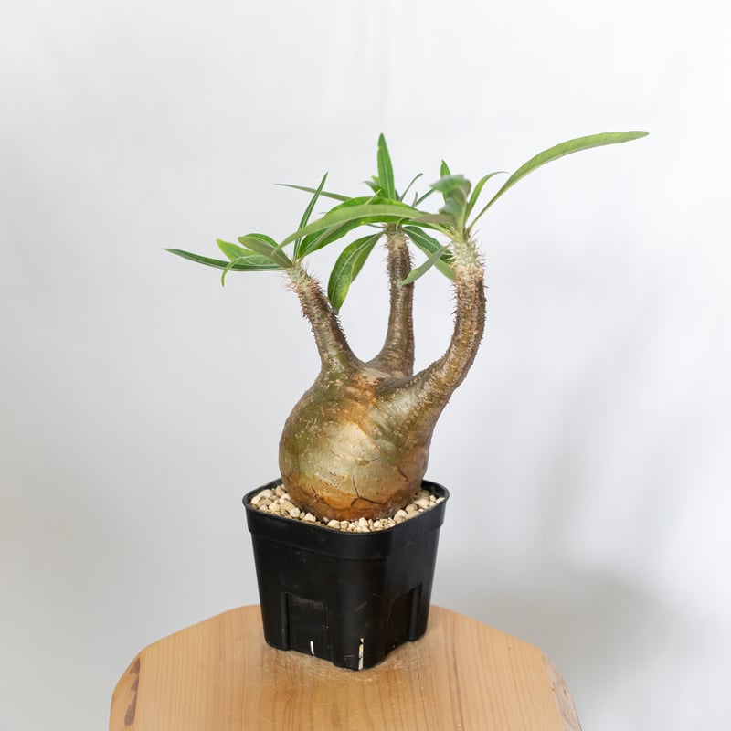 パキポディウム グラキリス 現地球 良型 pachypodhium Gracilius 塊根植