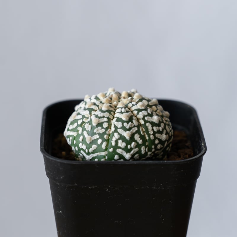 アストロフィツム　スーパー兜　アロー　Vタイプ　実生　美株 アストロフィツム スーパー兜 Vタイプ アロータイプ 実生 Astrophytum