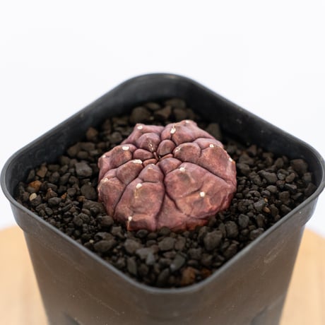 ギムノカリキウム デイドリーム 実生 Gymnocalycium Daydream サボテン 多肉植物 珍奇植物 静岡 ANTIDOTE 通販 S1147