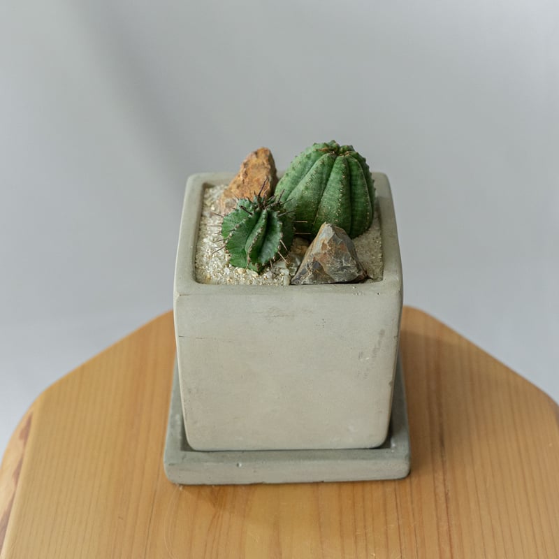 ホリダ＆オベサ ユーフォルビア 多肉植物 寄せ植え 鉢セット 多肉植物