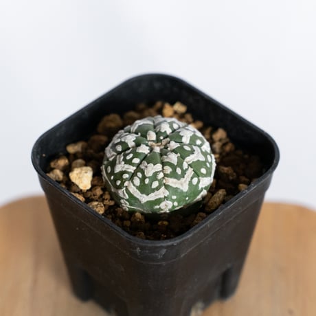 スーパー兜 | STORES