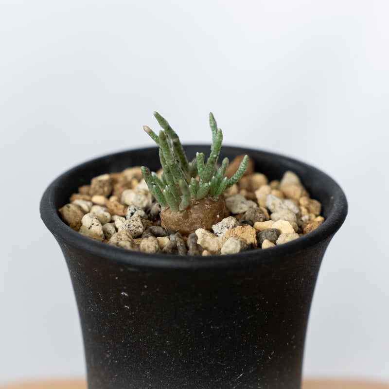 アボニア クイナリア 実生 Avonia quinaria 塊根植物 コーデックス