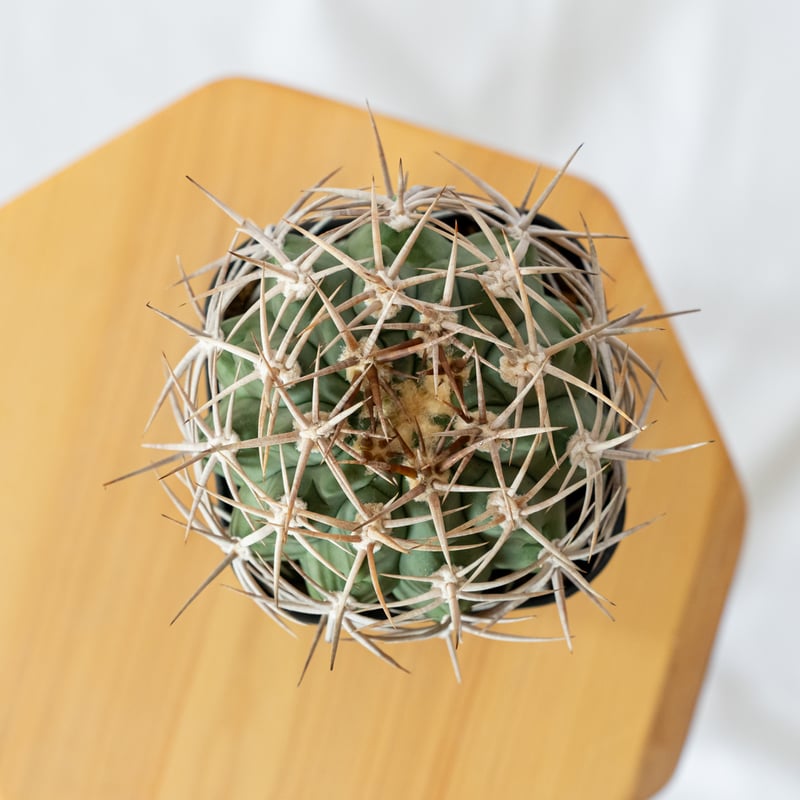 ギムノカリキウム フェロシオール 美株 実生 Gymnocalycium hybopleuru