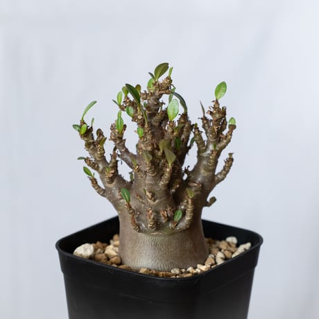 アデニウム アラビカム ブラックスキン Adenium Arabicum Black Skin 塊根植物 コーデックス 珍奇植物 多肉植物 静岡 ANTIDOTE 通販 S1427
