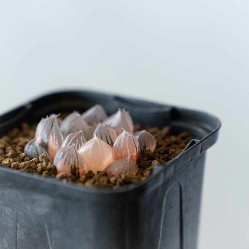 ハオルチア ブラックオブツーサ錦 Haworthia obtusa Black 多肉植物